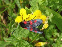 Hornkleewidderchen auf Hornklee