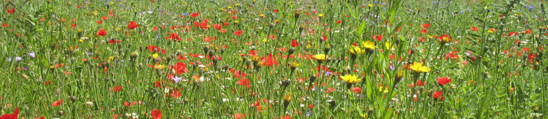 Reich bl&uuml;hende Wiese